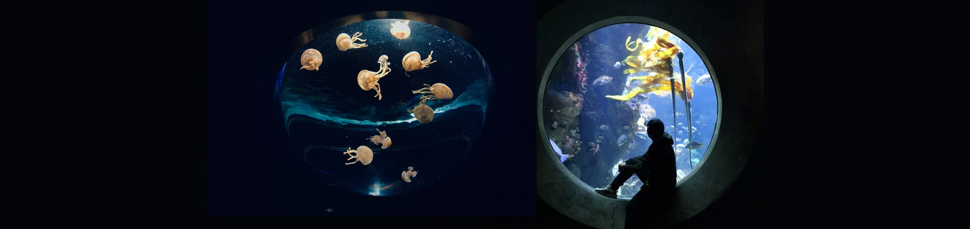 Guide Tropical Nature per acquariologia e acquari naturali