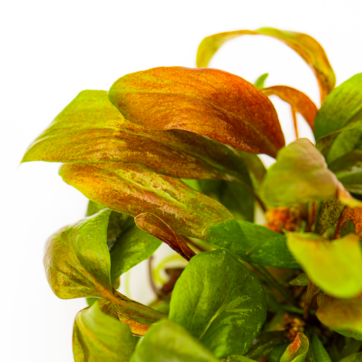 LYSIMACHIA PARVIFOLIA RED