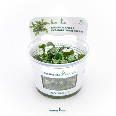 BUCEPHALANDRA PYGMAEA 'BUKIT KELAM'