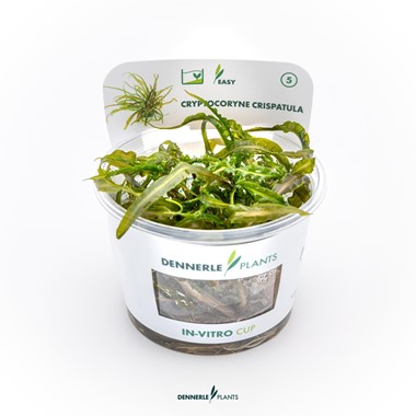 CRYPTOCORYNE CRISPATULA