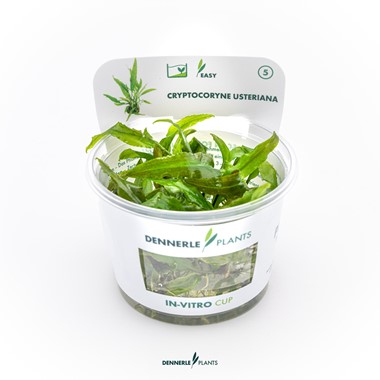 CRYPTOCORYNE USTERIANA