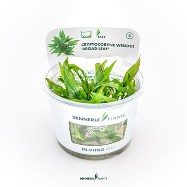 CRYPTOCORYNE WENDTII BROAD LEAF