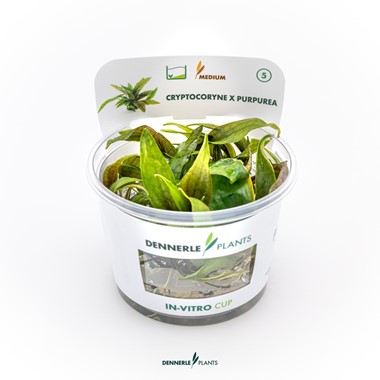 CRYPTOCORYNE X PURPUREA