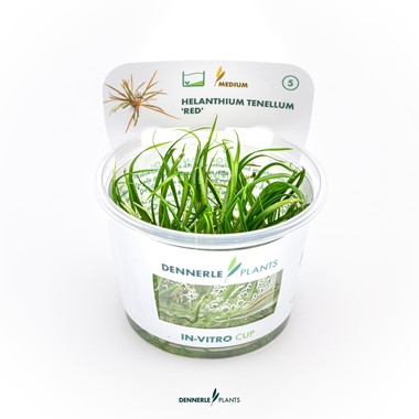 HELANTHIUM TENELLUM RED