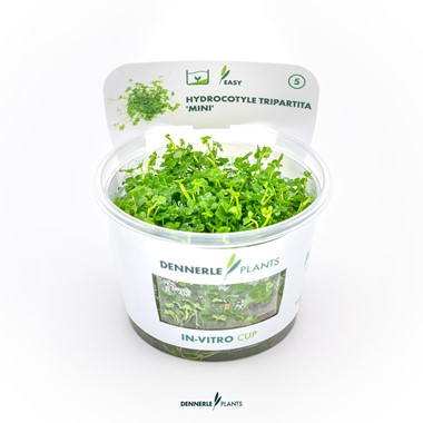 HYDROCOTYLE TRIPARTITA MINI