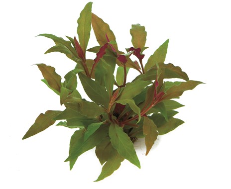 ALTERNANTHERA REINECKII RED