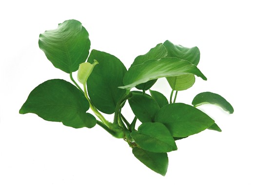 ANUBIAS BARTERI