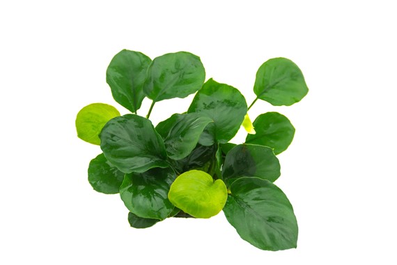 ANUBIAS BARTERI COIN LEAF