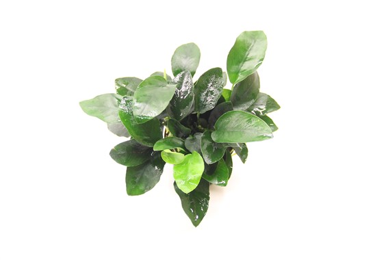 ANUBIAS BARTERI VAR. NANA