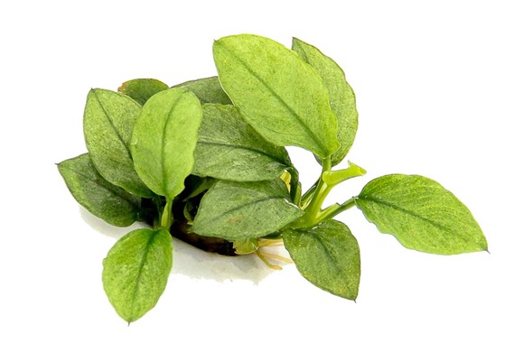 ANUBIAS NANA JADE