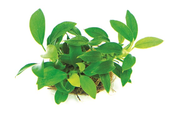 ANUBIAS NANA BONSAI
