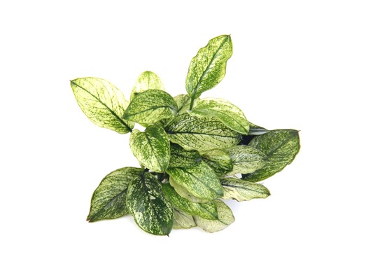ANUBIAS NANA PINTO