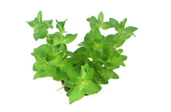 BACOPA CAROLINIANA