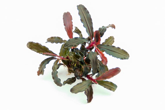 BUCEPHALANDRA SP. RED SCORPIO