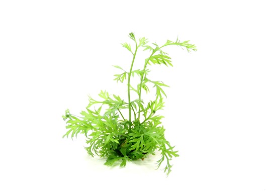 CERATOPTERIS THALICTROIDES