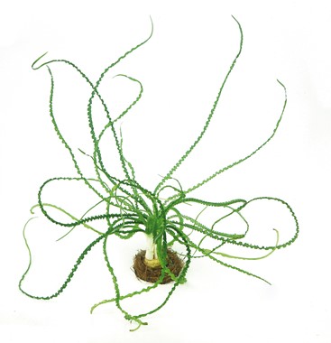 CRINUM CALAMISTRATUM