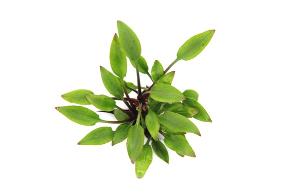 CRYPTOCORYNE LUTEA HOBBIT