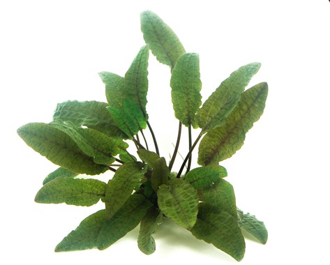 CRYPTOCORYNE WENDTII BROWN