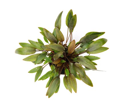 CRYPTOCORYNE WENDTII COMPACT
