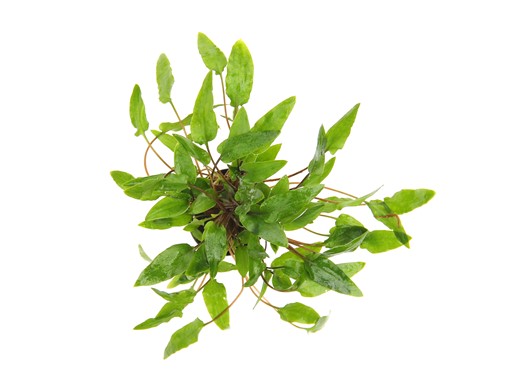 CRYPTOCORYNE WENDTII GREEN