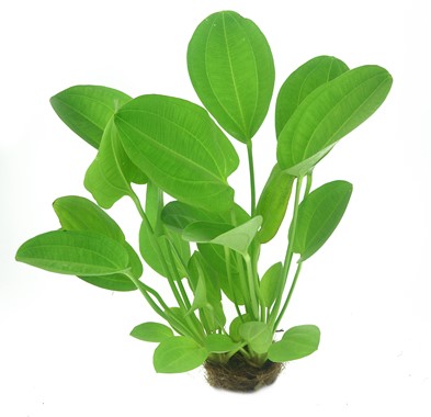ECHINODORUS CORDIFOLIUS HARBICH RED