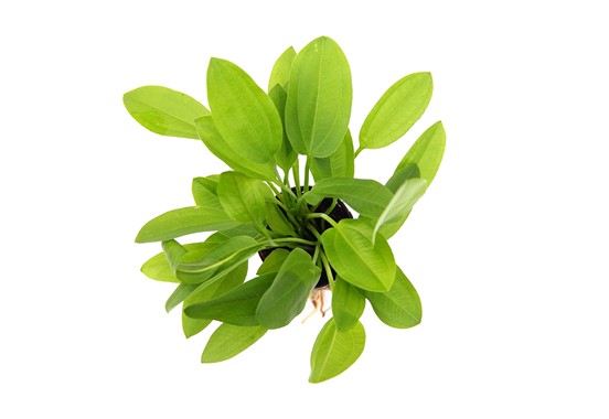 ECHINODORUS CORDIFOLIUS MINI