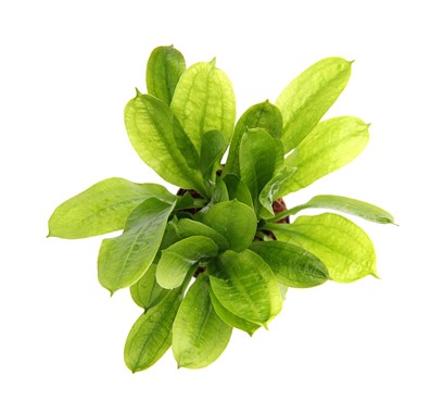 ECHINODORUS GRISEBACHII TROPICA