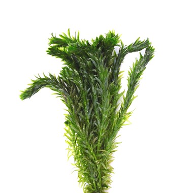 EGERIA DENSA SPECIAL