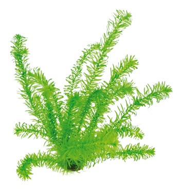 EGERIA DENSA TROPICAL