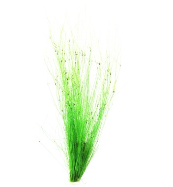 ELEOCHARIS VIVIPARA