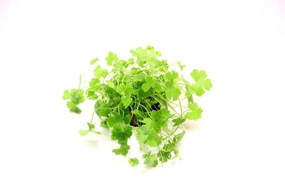 HYDROCOTYLE CF. TRIPARTITA