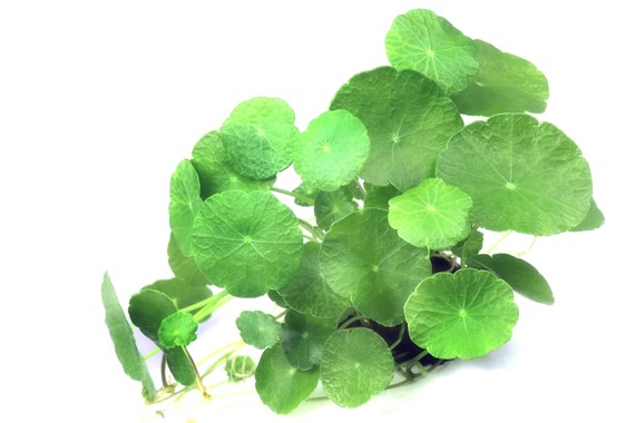 HYDROCOTYLE VERTICILLATA