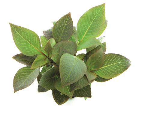 HYGROPHILA CORYMBOSA COMPACT