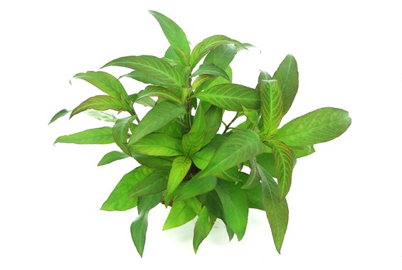 HYGROPHILA CORYMBOSA STRICTA