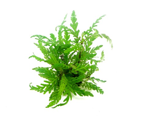HYGROPHILA PINNATIFIDA