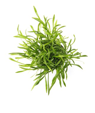 LILAEOPSIS BRASILIENSIS