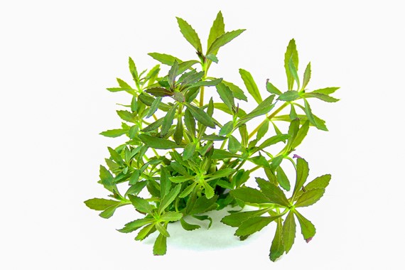 LIMNOPHILA HIPPURIDOIDES
