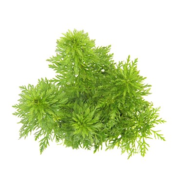 LIMNOPHILA SESSIFLORA