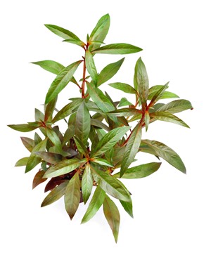 LUDWIGIA GLANDULOSA