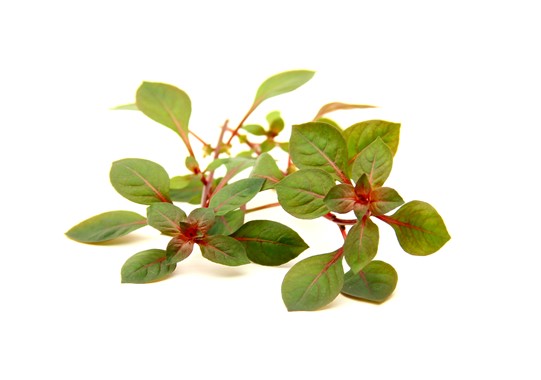 LUDWIGIA PALUSTRIS SUPER RED