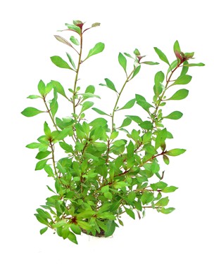 LUDWIGIA REPENS RUBIN