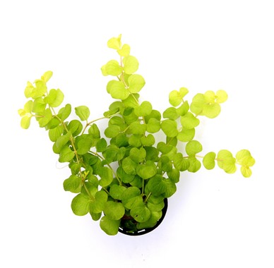 LYSIMACHIA NUMMULARIA AUREA