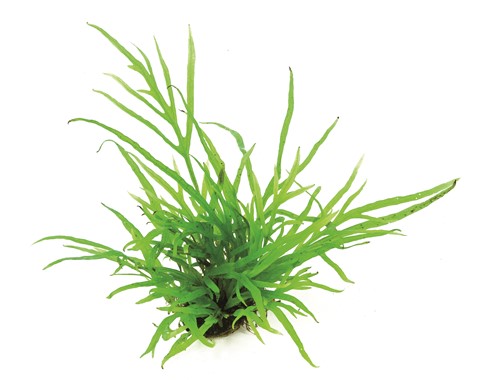 MICROSORUM PTEROPUS TRIDENT