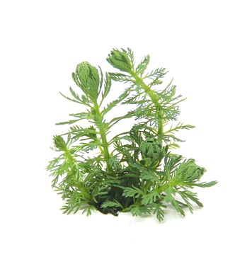 MYRIOPHYLLUM SPEC. GUAYANA