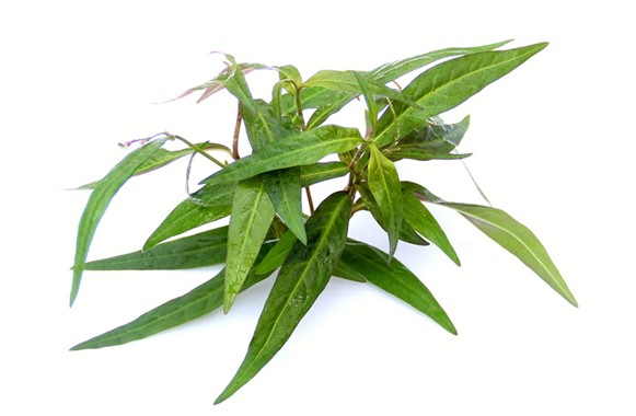 PERSICARIA SP. SAO PAULO
