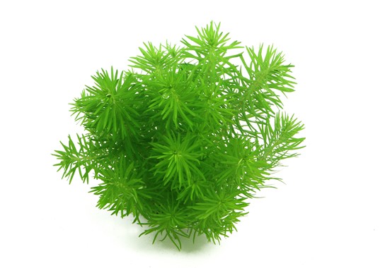 POGOSTEMON DECCANENSIS