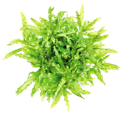 POGOSTEMON HELFERI