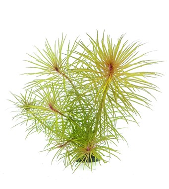 POGOSTEMON STELLATUS SPEC.