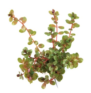 ROTALA ROTUNDIFOLIA