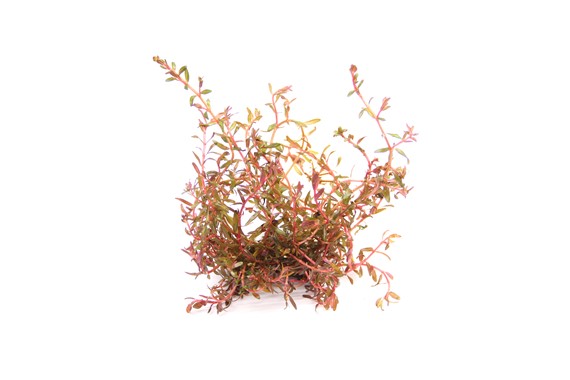 ROTALA ROTUNDIFOLIA SPEC. H'RA